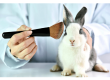 Cruelty-free non-animal animal testing in China